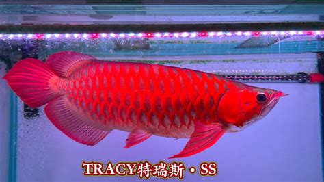 血紅龍魚價格|【紅龍魚專賣店推薦】龍世界紅龍魚會館 亞洲龍魚價。